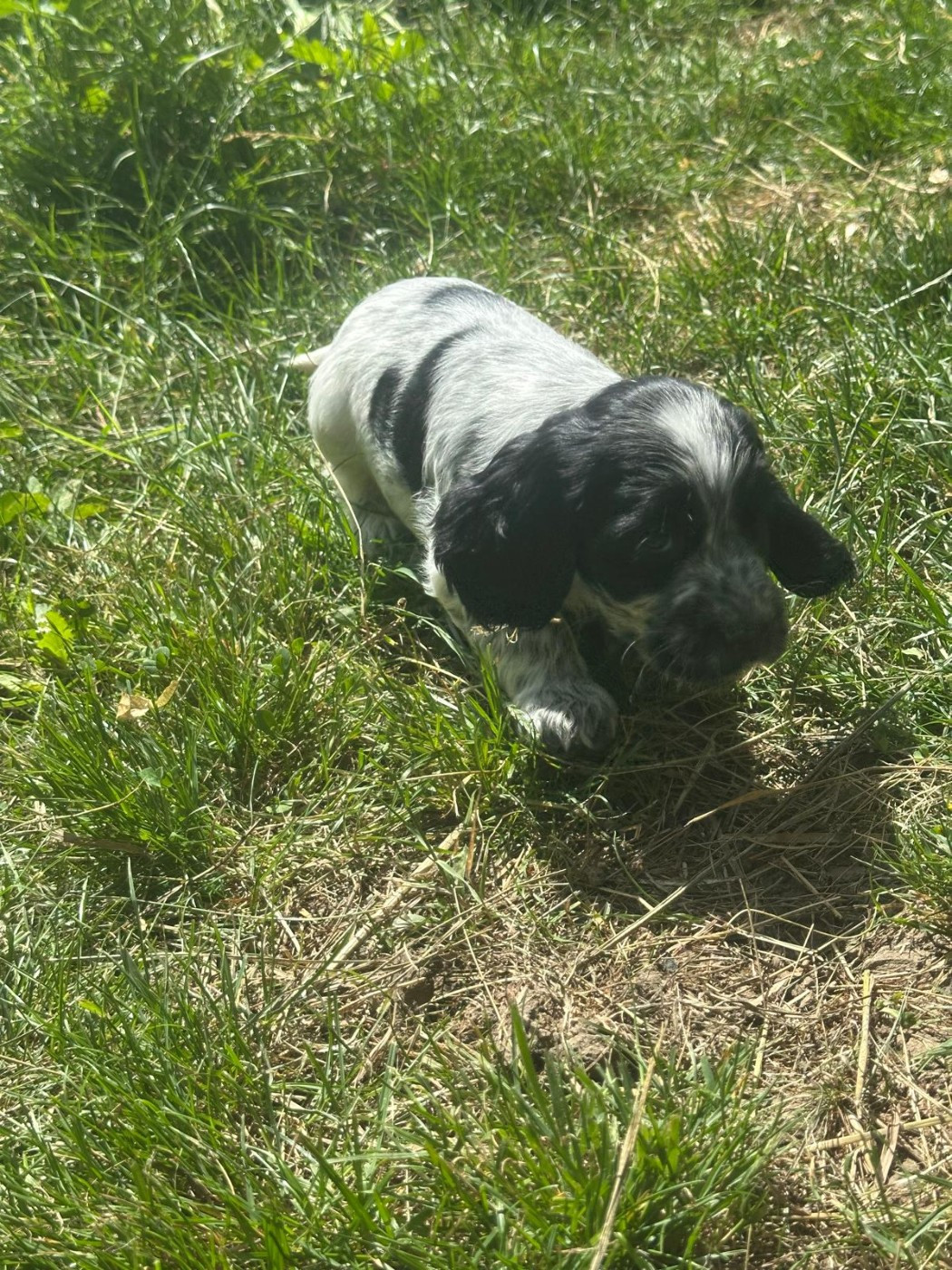BAXTER 