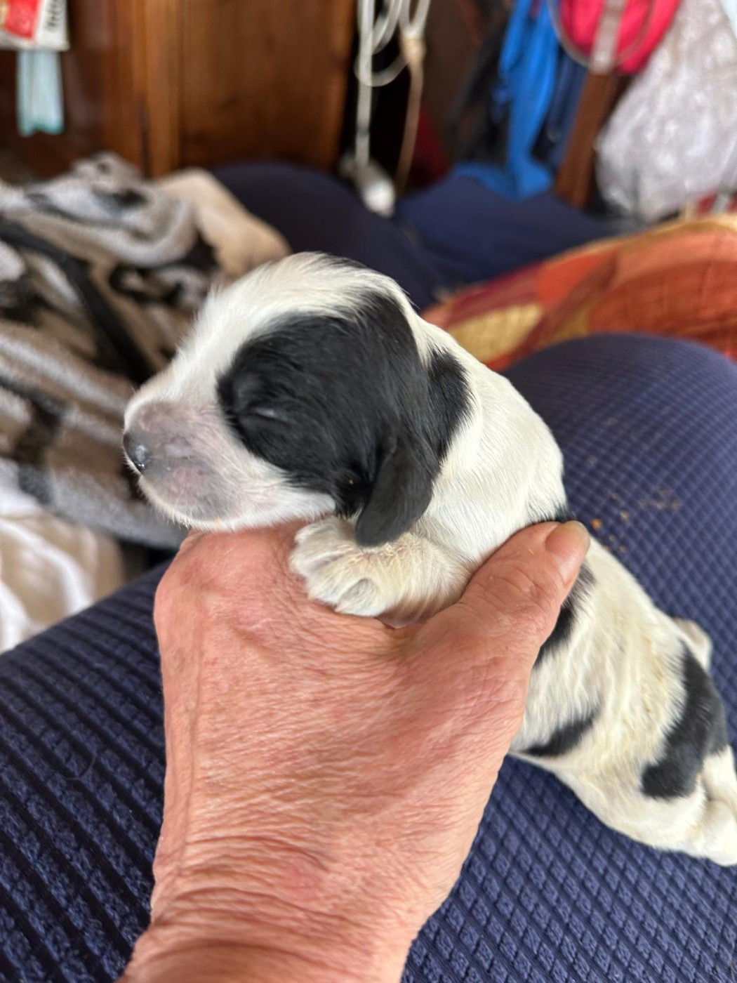 du Clos Noentine - Chiots disponibles - Cocker Spaniel Anglais