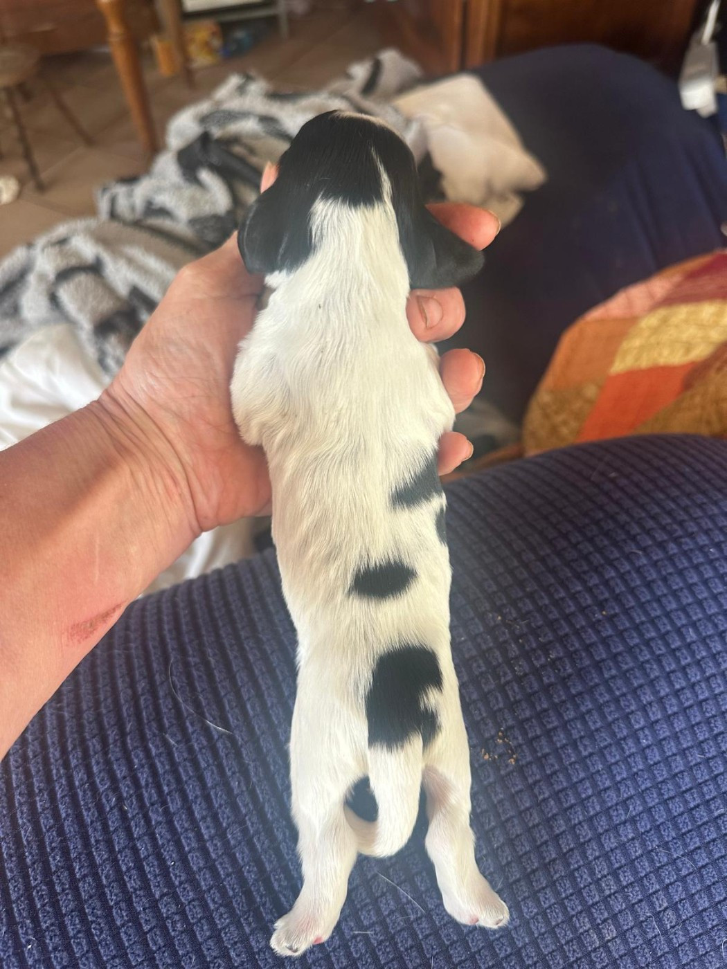 du Clos Noentine - Chiots disponibles - Cocker Spaniel Anglais