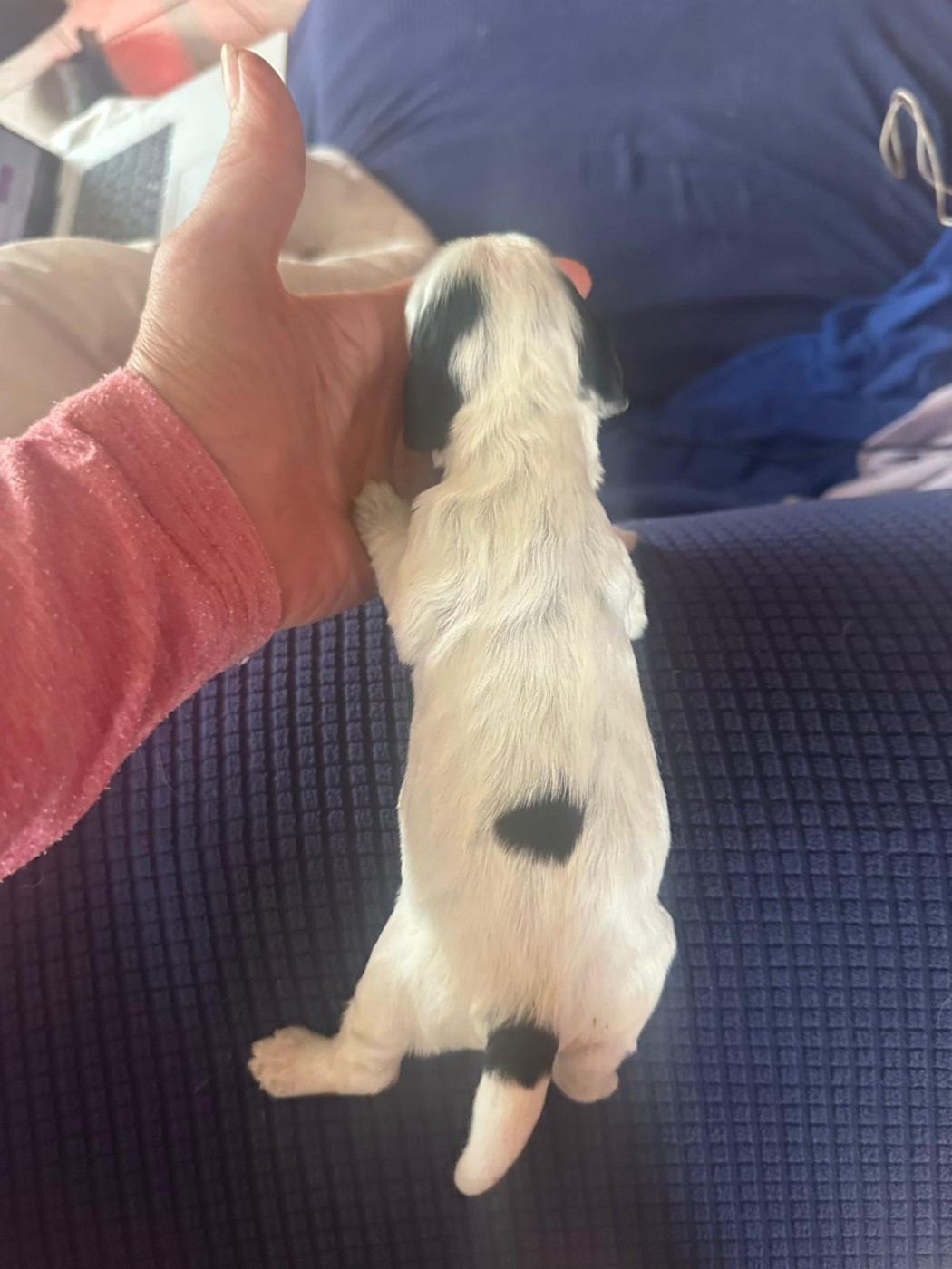 du Clos Noentine - Chiots disponibles - Cocker Spaniel Anglais