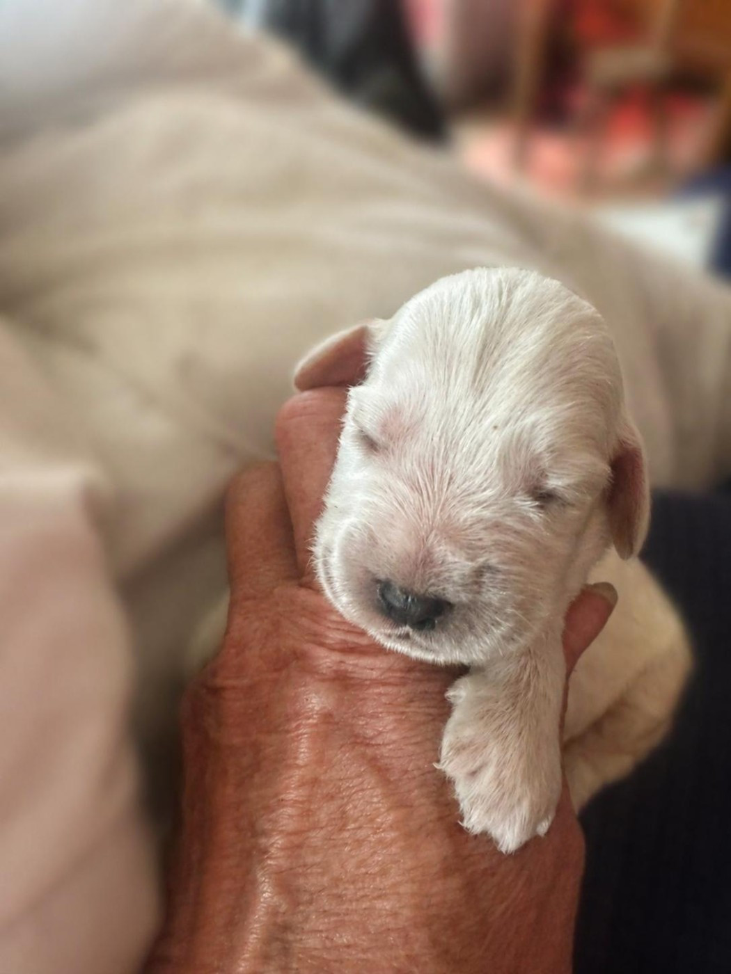 du Clos Noentine - Chiots disponibles - Cocker Spaniel Anglais