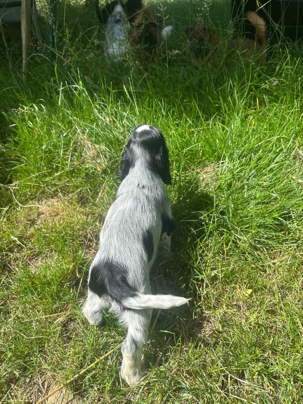 du Clos Noentine - Chiots disponibles - Cocker Spaniel Anglais