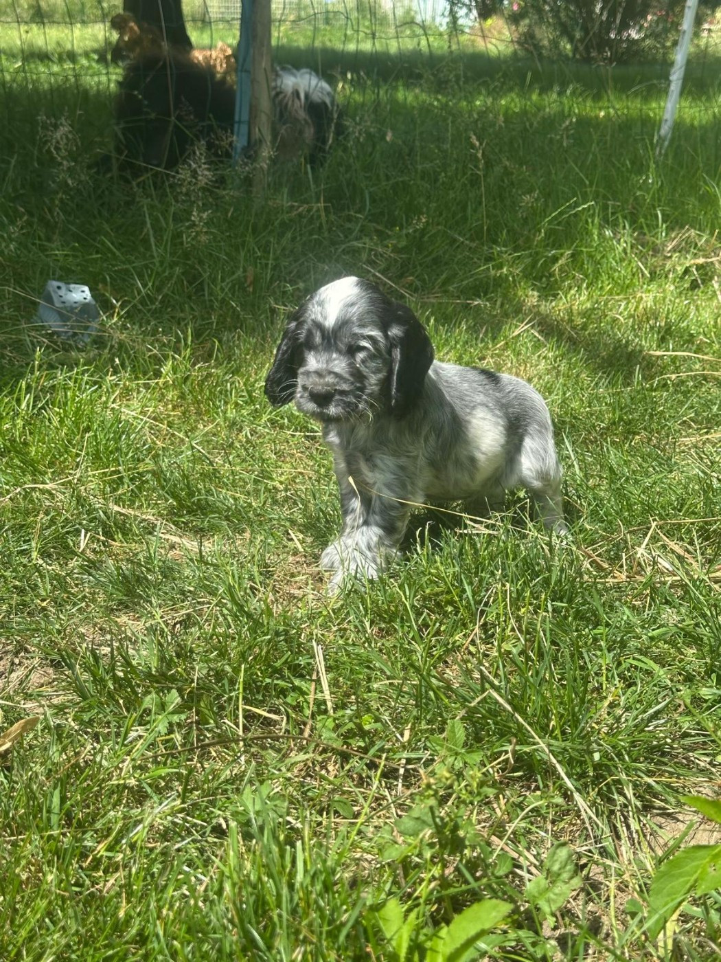 du Clos Noentine - Chiots disponibles - Cocker Spaniel Anglais