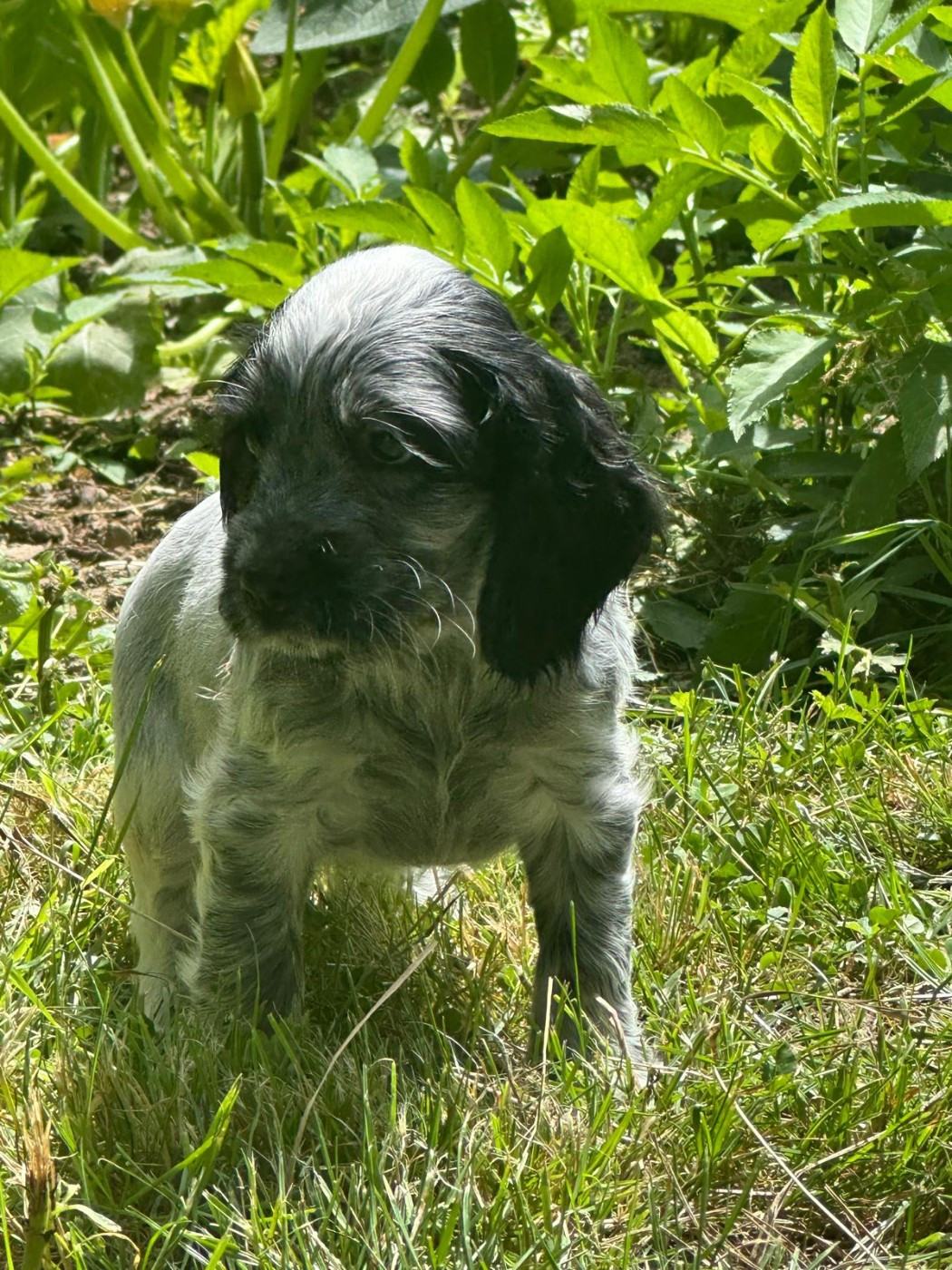 du Clos Noentine - Chiots disponibles - Cocker Spaniel Anglais