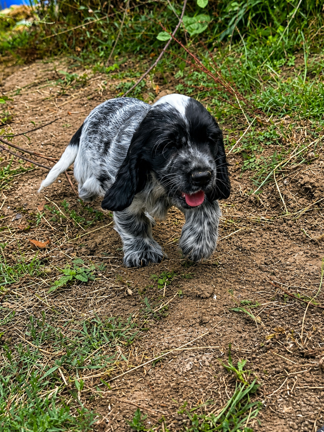 du Clos Noentine - Chiots disponibles - Cocker Spaniel Anglais