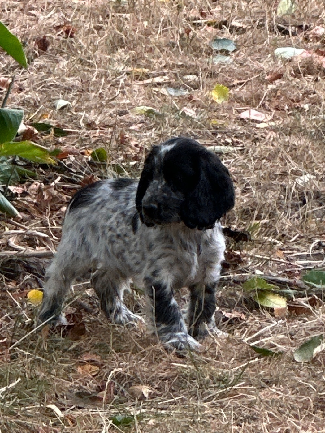 du Clos Noentine - Chiots disponibles - Cocker Spaniel Anglais