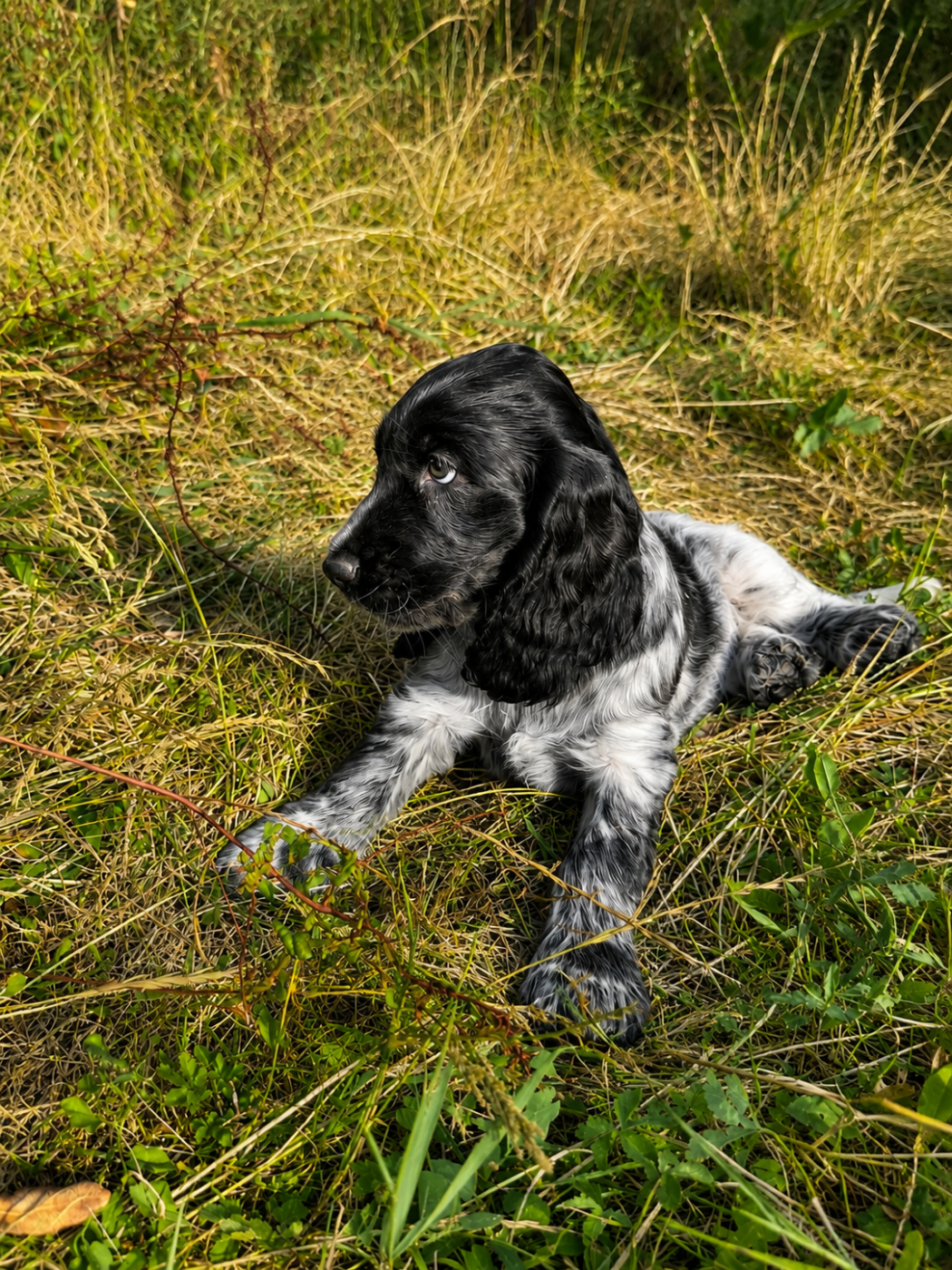 du Clos Noentine - Chiots disponibles - Cocker Spaniel Anglais