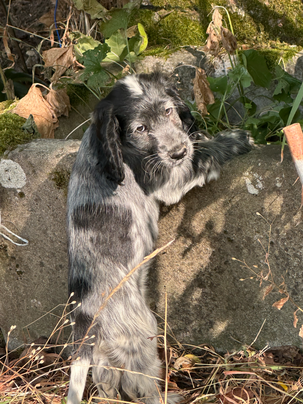 du Clos Noentine - Chiots disponibles - Cocker Spaniel Anglais