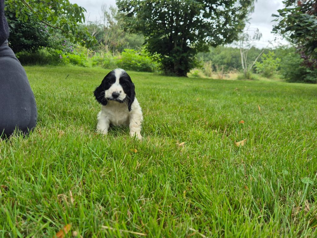 VERA
